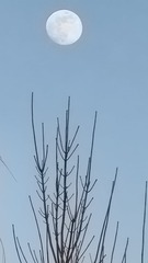 1000035061