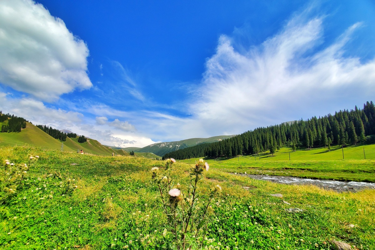 大美新疆美无所不在蓝天白云下牛羊撒欢马儿奔跑
