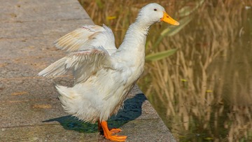 96462