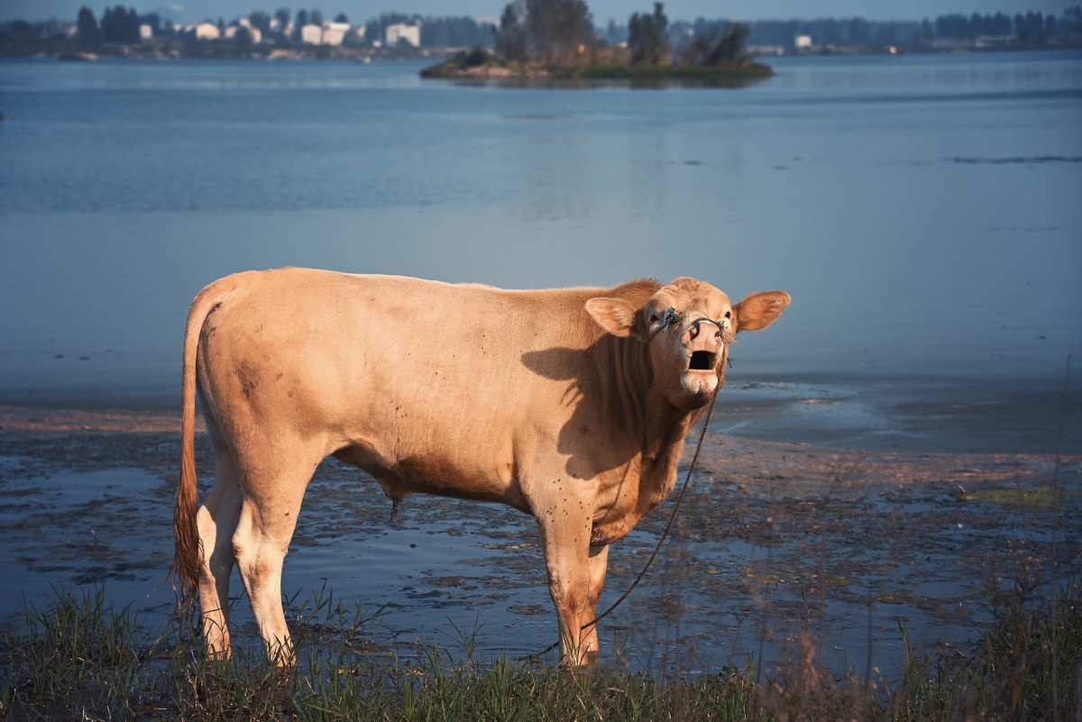 图虫的一键换天还真好看长寿岛岛民现在都在养牛在这里牛是主角