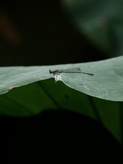 C96F1990-CCF6-4664-9EBF-4EF47E95D8E0/L0/001