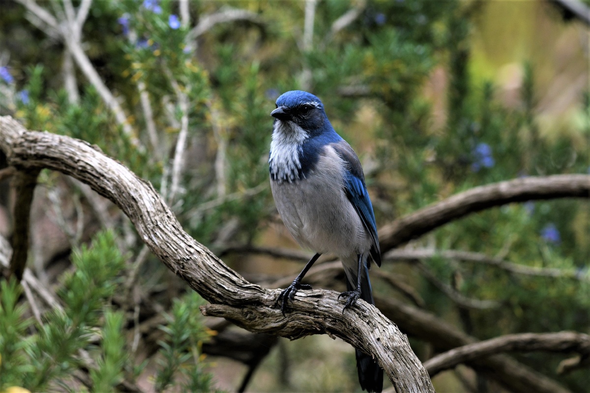 蓝松鸦bluejay