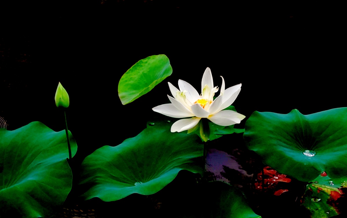 唯美荷花 - 平淡过一生 - 图虫