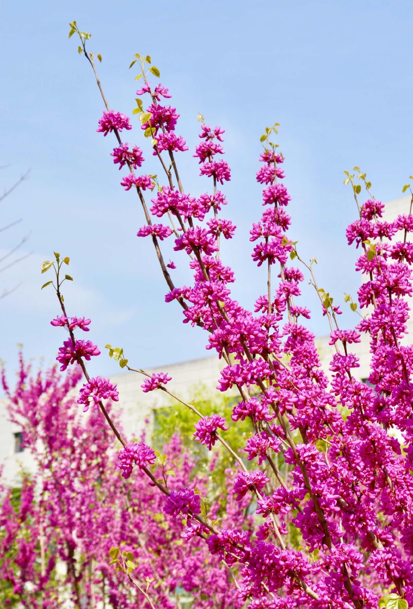 春季花开水红色的枯枝梅