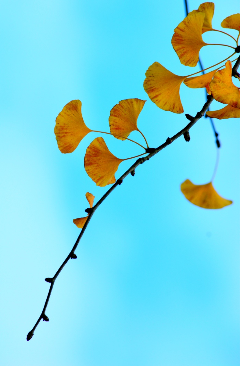 深秋银杏叶片黄