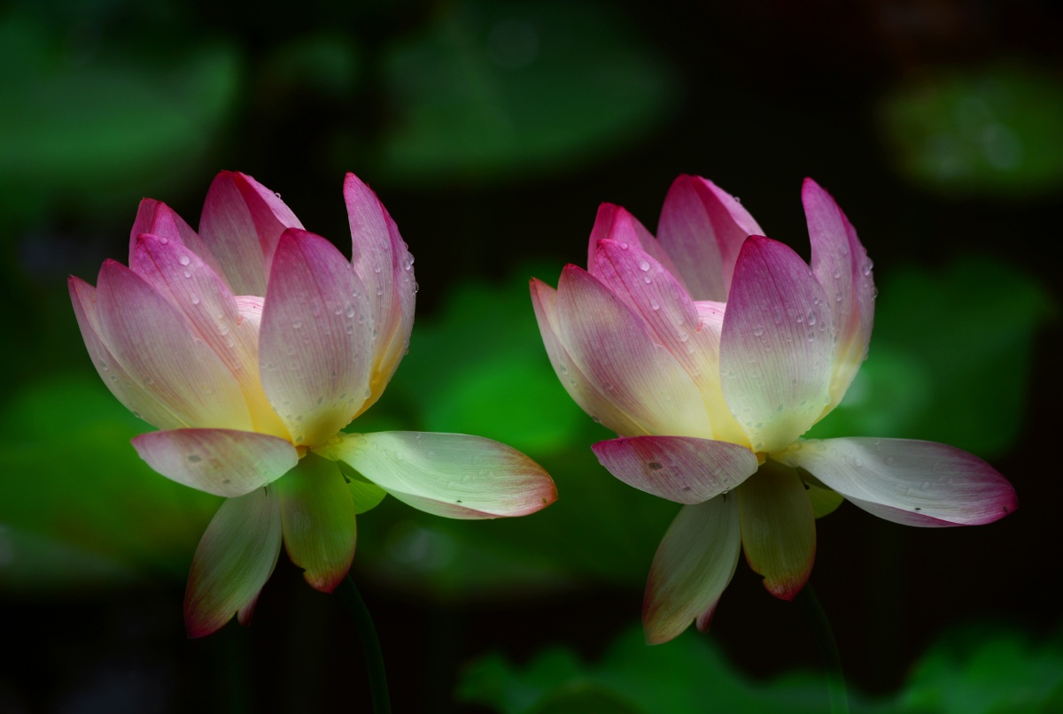 双重曝光双包胎荷花