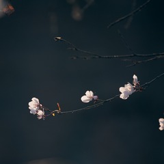 49D618E0-40CA-4C96-A7F5-0670C9603295/L0/001