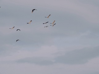 1000047613