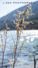 DSC01194.jpg