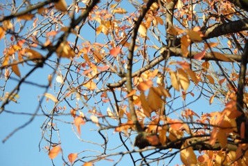 DSC_0075.JPG