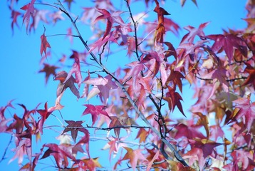 DSC_0096.JPG