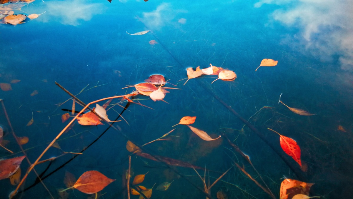 秋叶落池,装点河塘.完成使命,等待轮回…… - 文武不是兵 - 图虫