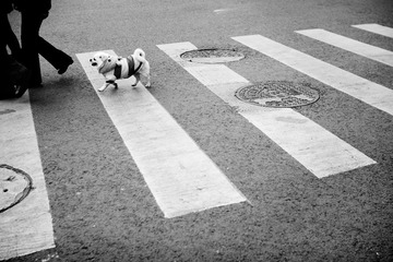 跟随 （puccakxy）.JPG
