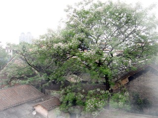 城中一抹古色1.jpg