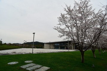 923539