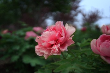 1FD50239-CA3B-46AA-A238-68DB52D27652/L0/001