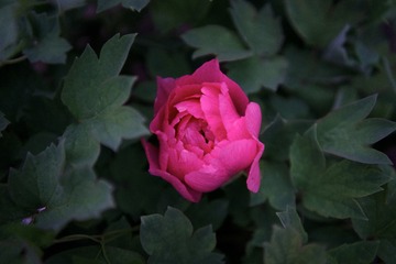 5456C90E-633B-4FA3-96D0-F4ED56B100DF/L0/001