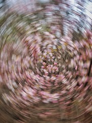 1000017434