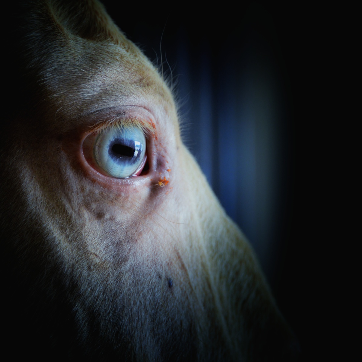 马的眼睛 - 上帝无言207 - 图虫