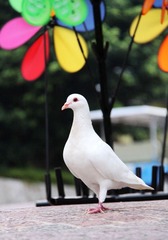白鸽