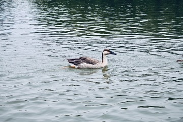AF977059-436E-4FCB-B9ED-E85B423FF2ED/L0/001
