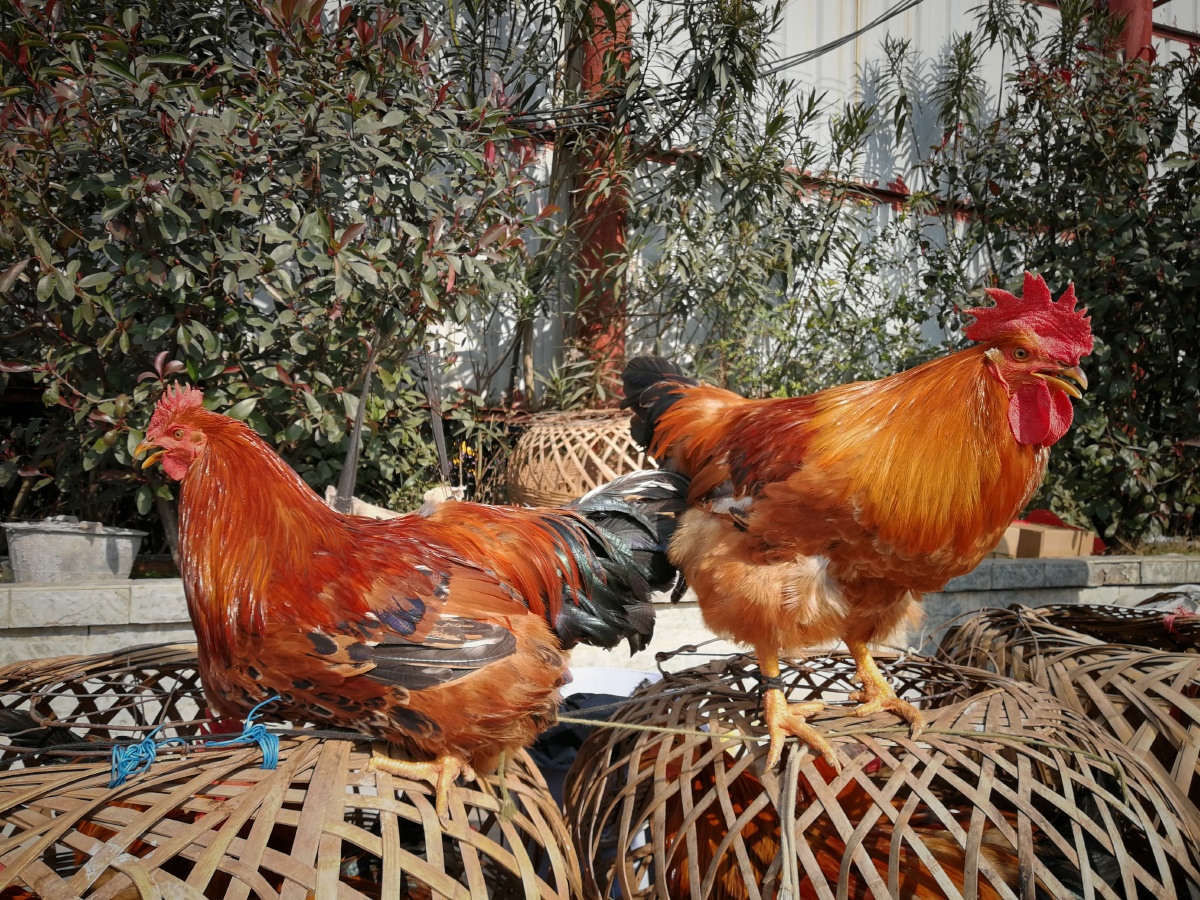 集市里的鸡