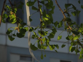 0C9152BB-CE7F-41DB-B688-19E989115744/L0/001