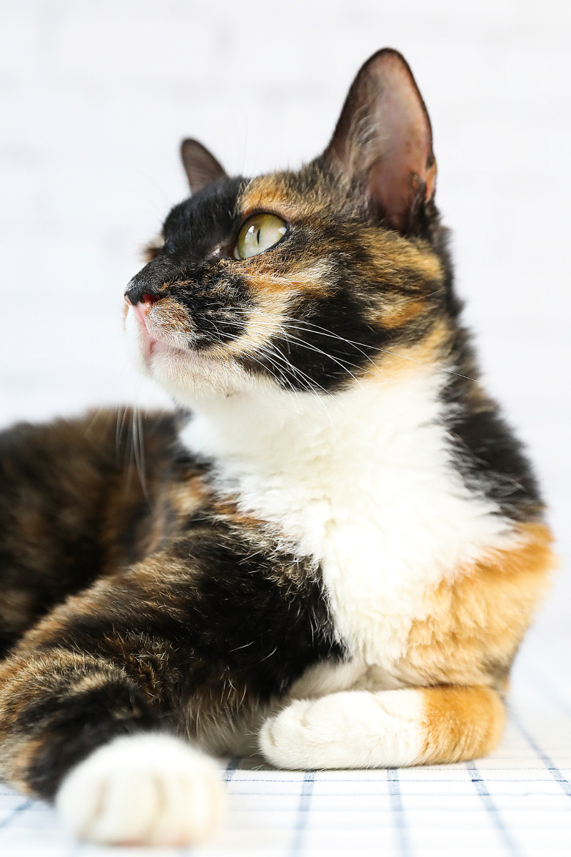 玳瑁猫