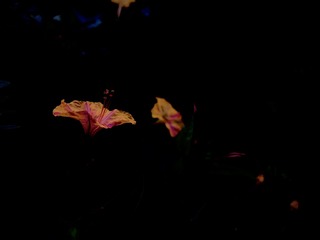 A7B33DD3-B3C9-4437-A4DF-4B3D6998ED09/L0/001