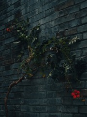 1000194081