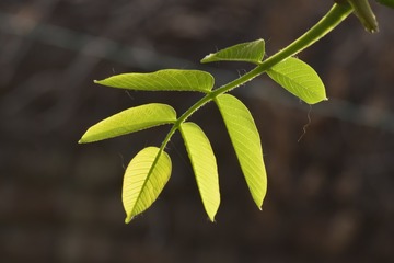 1281