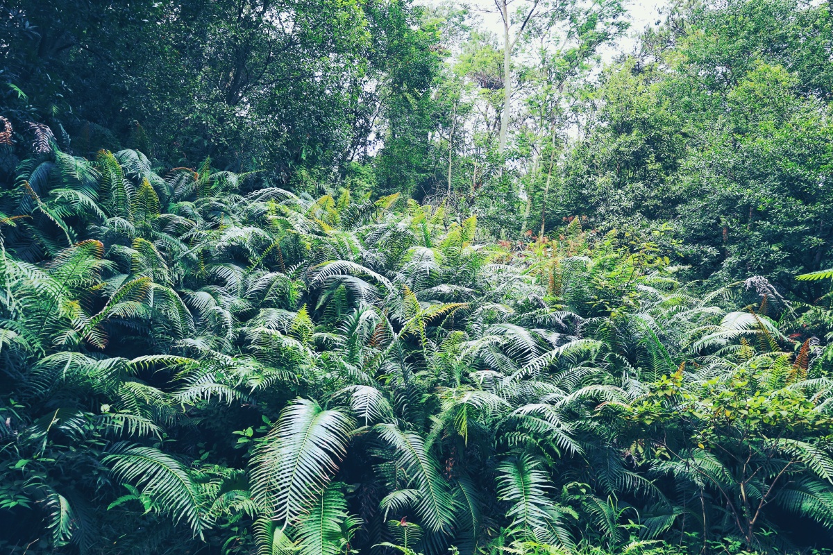 蕨类植物 - 光的协奏曲 - 图虫