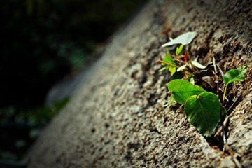 DSC_0181.jpg