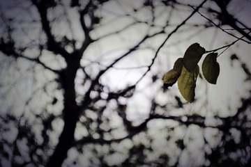 DSC_0111收到.jpg
