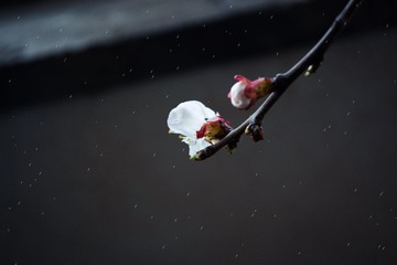 红花初绽雪花繁
