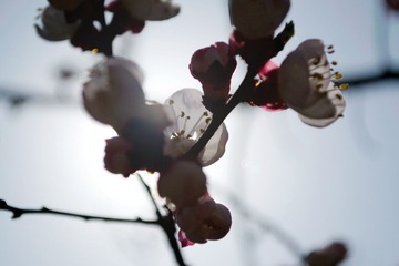 33的