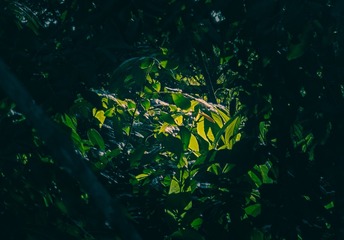 1000066589