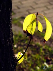 IMG_0501.JPG