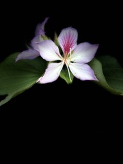 E8C50098-88F7-49FB-A829-654739D9235C/L0/001