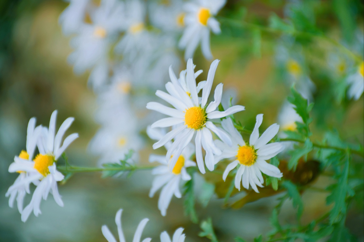 小清新洋甘菊