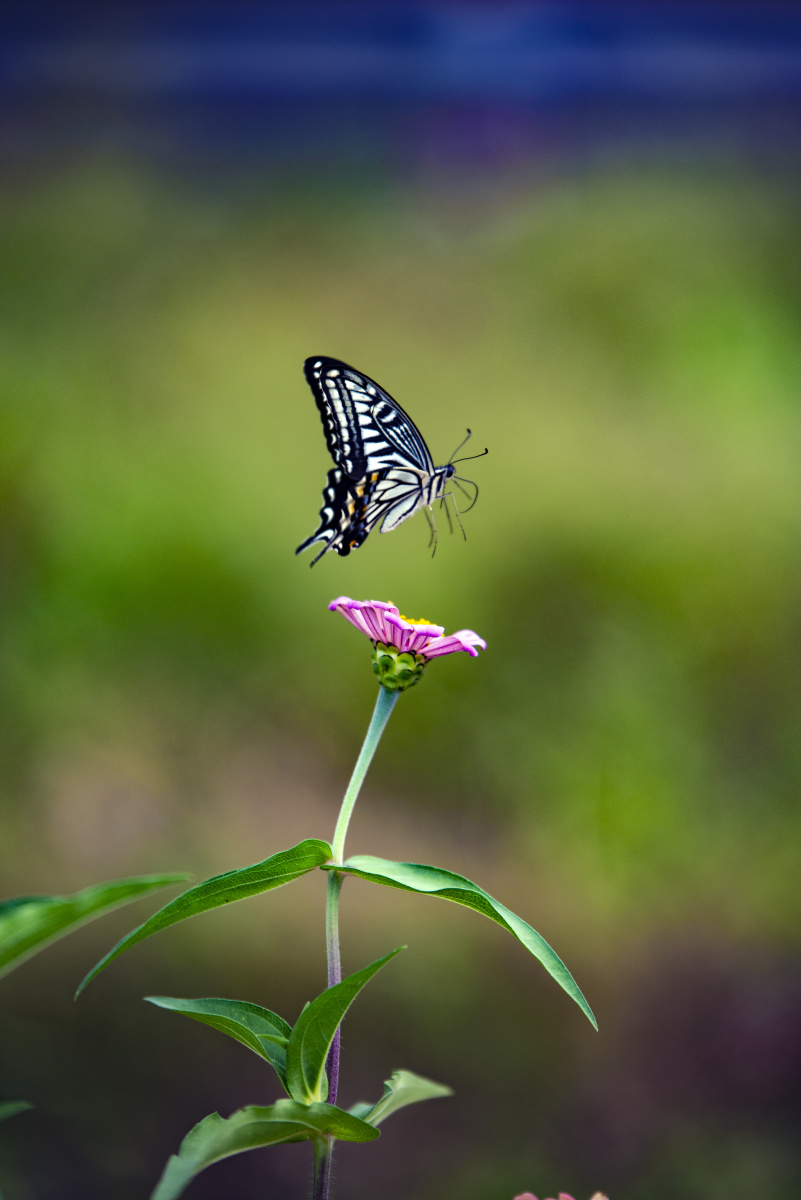 蝶梦花丛丛中花花恋寒雪蝶恋花