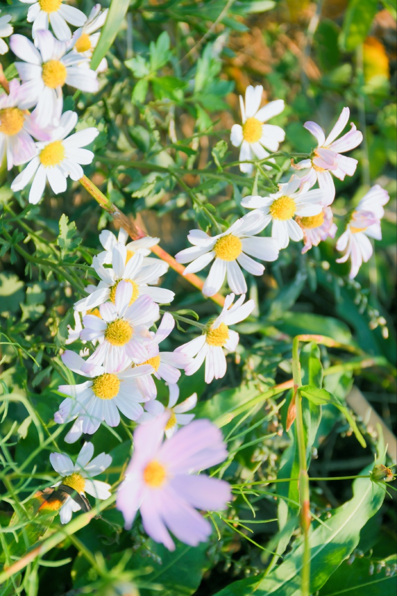 小清新洋甘菊