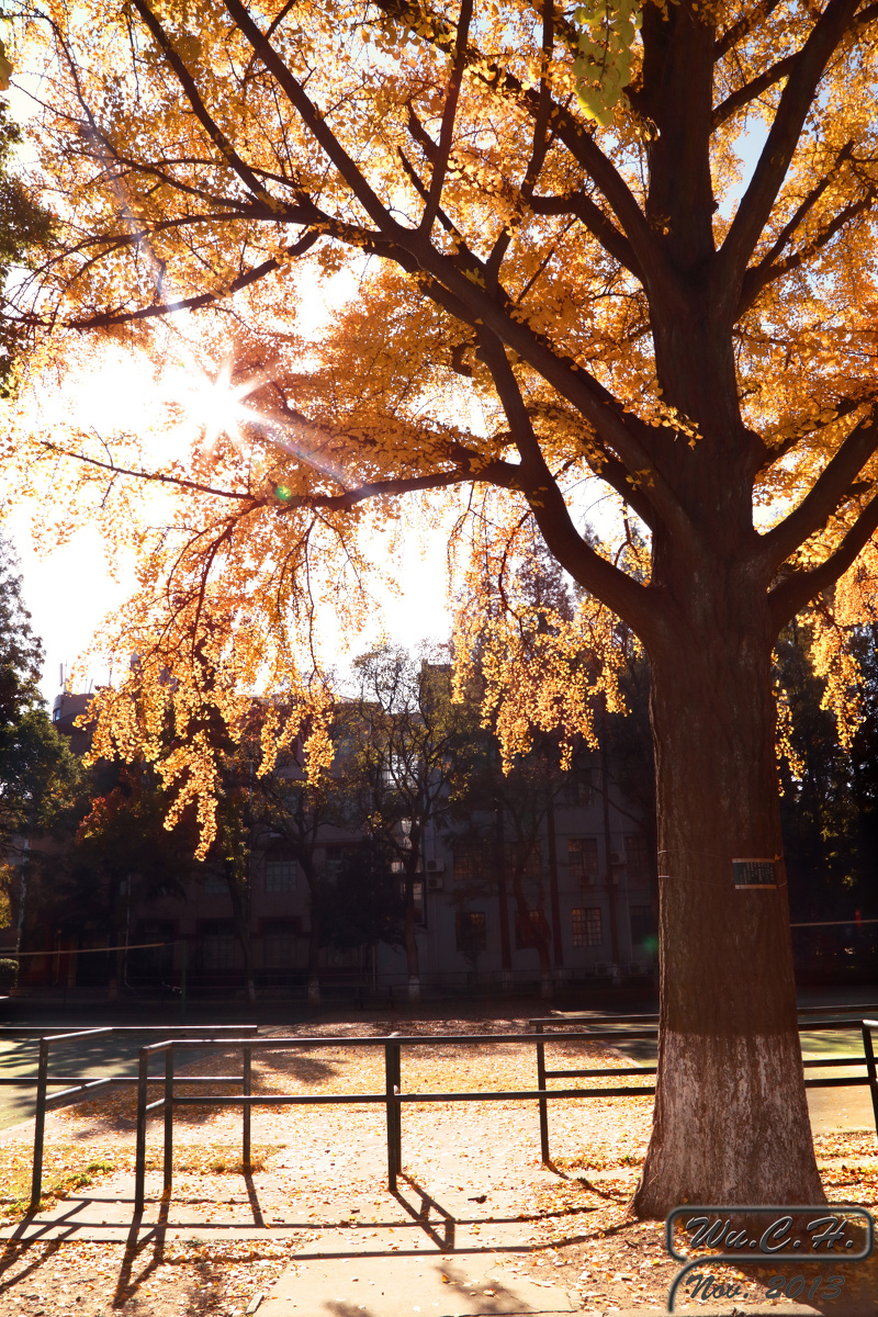 秋日的苏大银杏