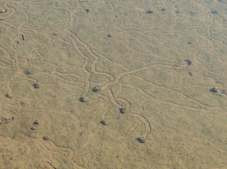 1000006103