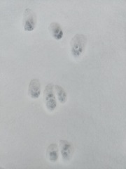 1000024281