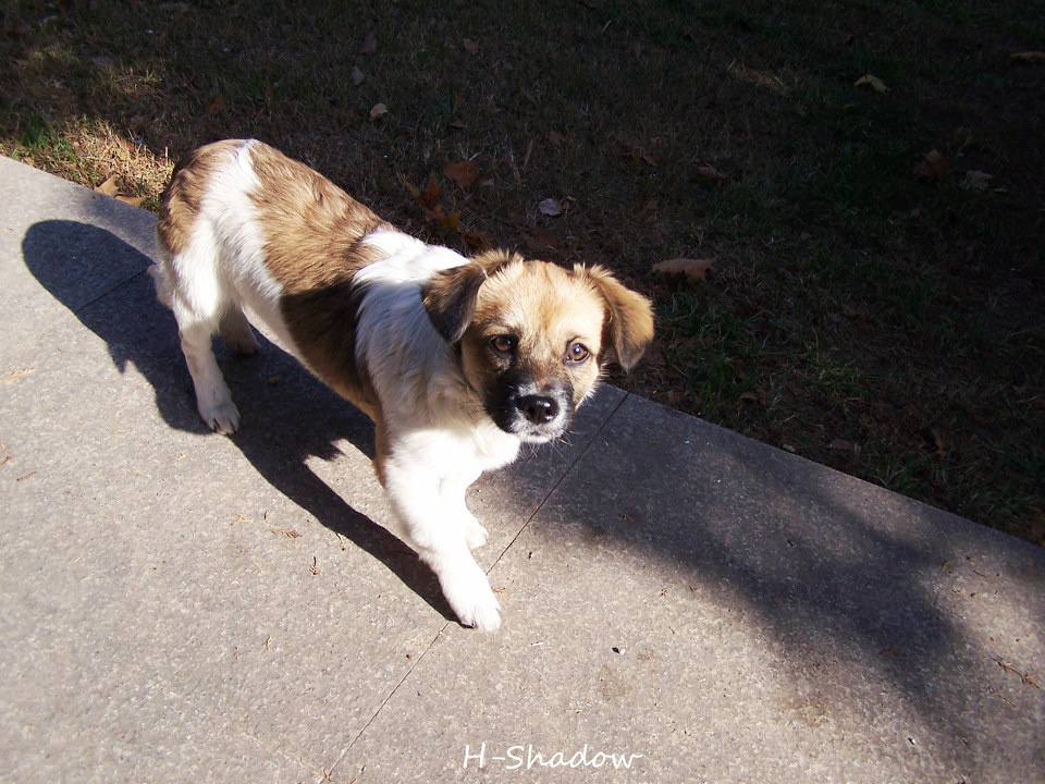 夹尾巴狗不好惹