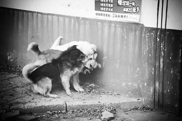 狗咬狗.jpg