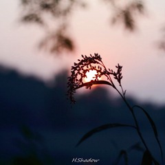 就在日落的时候，小花和夕阳