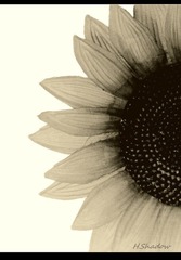 假花