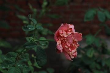 49569D77-7C33-4E7A-A5C3-6C04AA3D6B5E/L0/001